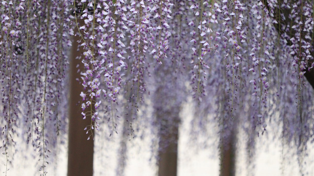 【過去の写真】 日輪山曼陀羅寺で出会った藤の花