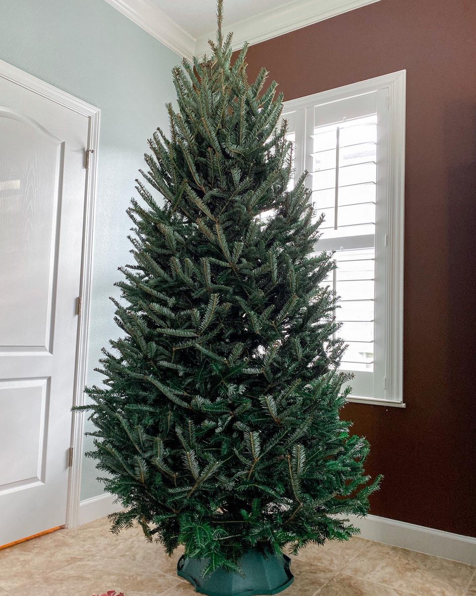 treedropapp's tweet photo. Opening day 2021 was 🔥. We’re dropping trees all over Central Florida, with precision and surgical cleanliness. @bjryan3 #treedrop #christmastreesondemand #christmastreedelivery https://t.co/Ac4LFliZVK