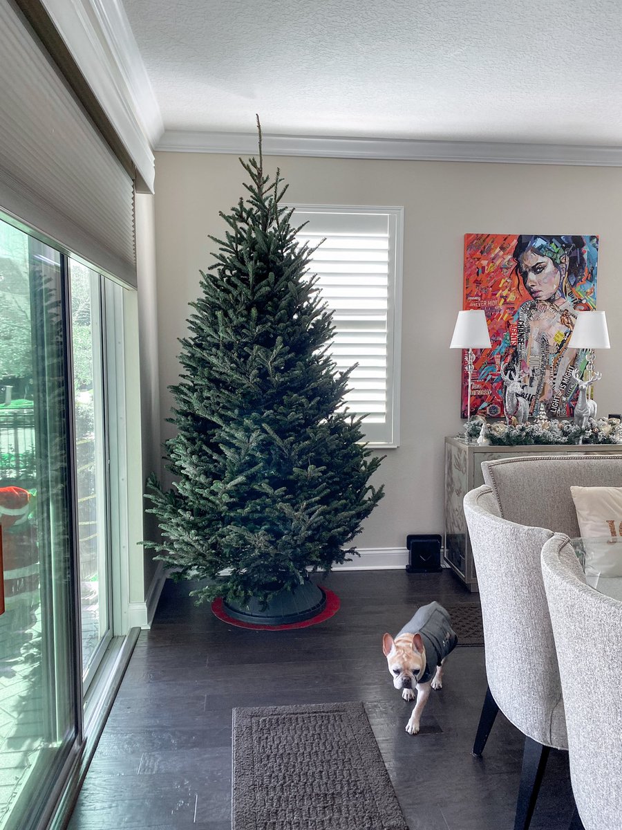 treedropapp's tweet photo. Opening day 2021 was 🔥. We’re dropping trees all over Central Florida, with precision and surgical cleanliness. @bjryan3 #treedrop #christmastreesondemand #christmastreedelivery https://t.co/Ac4LFliZVK