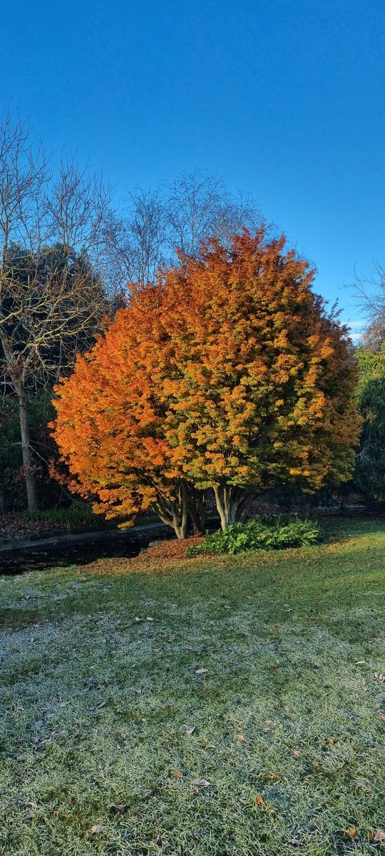 jmadge33's tweet photo. #Acer #palmatum ‘Shishi-gashira’

Keeping me warm today 
#horticulture #GardensHour https://t.co/H4BLrppWm4