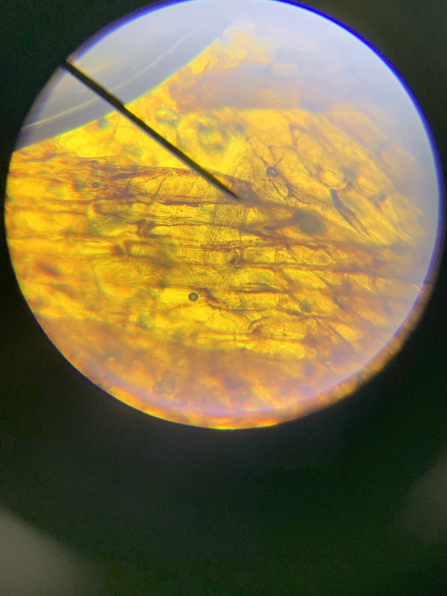 PaxmanScience's tweet image. Some of our year 7’s were looking at onion cells under the microscope today - they learnt very quickly and every group managed to see them! @AcademyPaxman