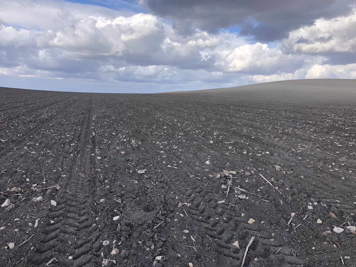 franciscoruizgm's tweet photo. Hoy hemos dado otro pasito más en nuestra siembra, con los ensayos de riego en Écija. Finca “el Berraco” Excelentes agricultores que nos ayudarán a encontrar los trigos con mayor potencial productivo. https://t.co/ls6SpR5mQf