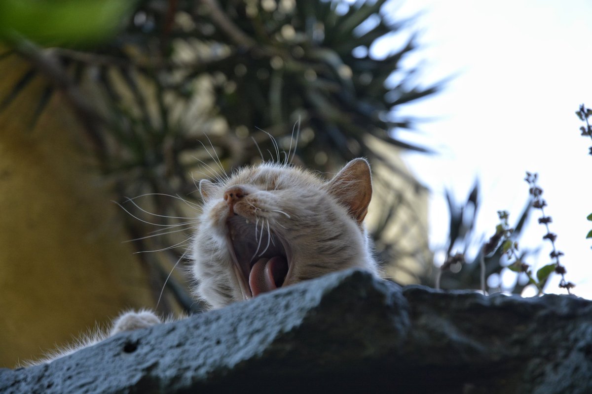 mishdecasa's tweet photo. Él es Renko. 🌻 Es un gato muy platicador. Creemos que alguien lo abandonó en la calle, porque está castrado. Pide muchos mimos. 💛

Podrían ayudarnos dando RT para encontrarle un hogar. 🌻 En el siguiente tweet hay video. https://t.co/eMXRQTVXUl