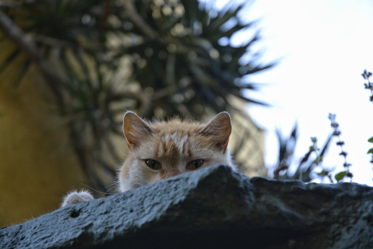 mishdecasa's tweet photo. Él es Renko. 🌻 Es un gato muy platicador. Creemos que alguien lo abandonó en la calle, porque está castrado. Pide muchos mimos. 💛

Podrían ayudarnos dando RT para encontrarle un hogar. 🌻 En el siguiente tweet hay video. https://t.co/eMXRQTVXUl