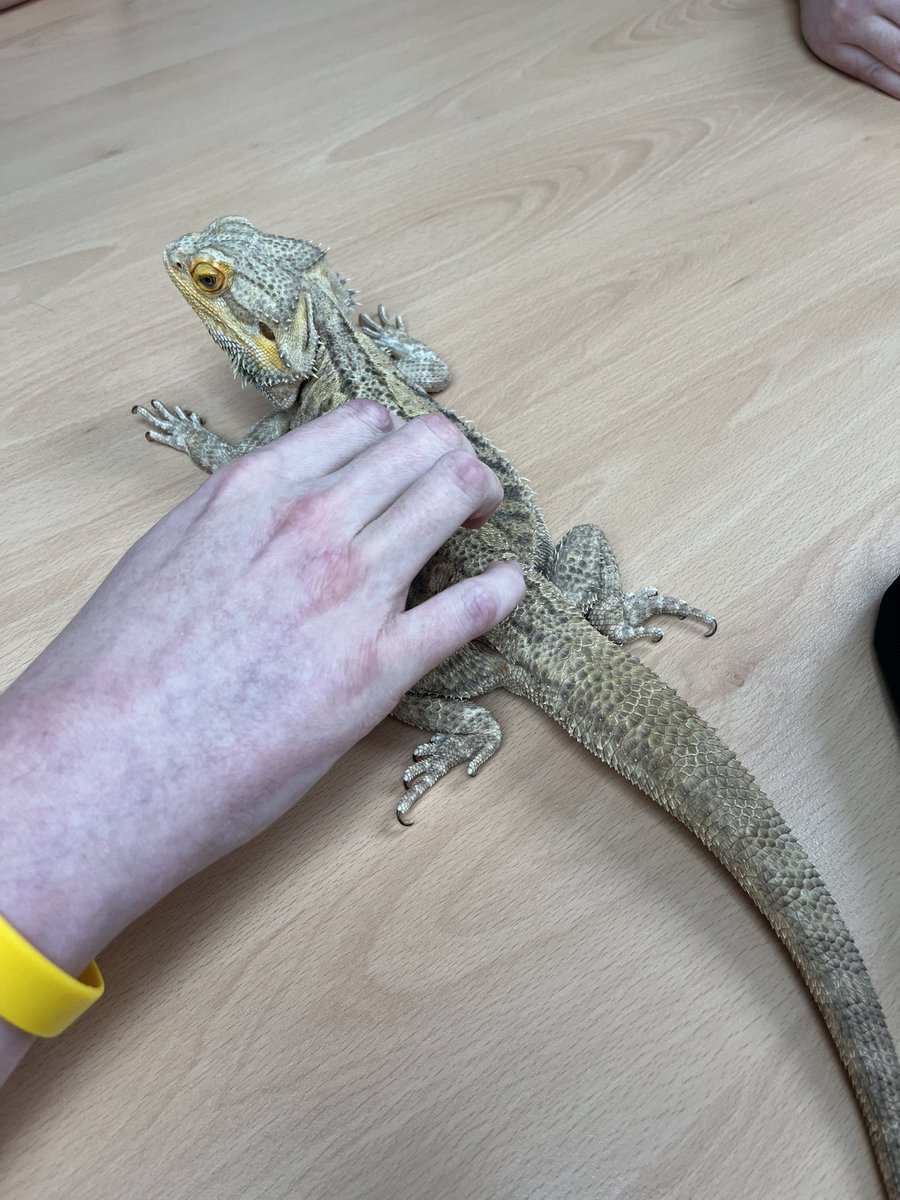 LathomPicu's tweet photo. Pet therapy also included a visit from a little Godzilla wannabe! It was a bit favourite of everyone on the ward 👍🙌 well nearly everyone! #pettherapy #malepicu #lathom @WeAreLSCFT @TeamOrmskirk https://t.co/WrDr1u34yN