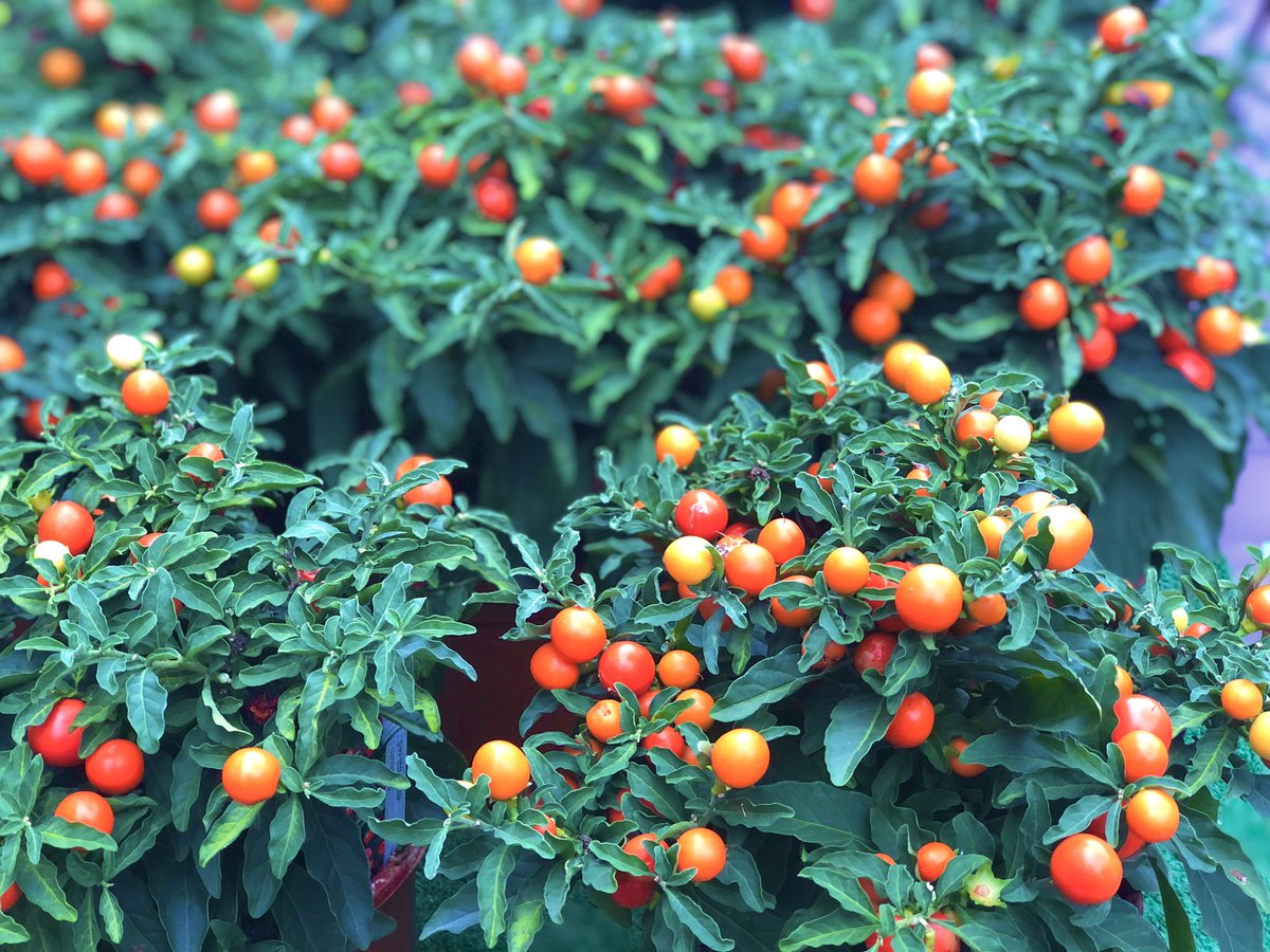 LavenderHopeCIC's tweet photo. We 💜 the Winter cherry plant
This beautiful plant grows flowers in Summer and cherries in Winter. Though colourful and tempting, the cherries aren’t safe to eat.
#wintercherry #jerusalemcherry #admiringplants #donoteat #notedible #nature #flowermarket #lookaround #evergreen https://t.co/D1Z9gdjLRy