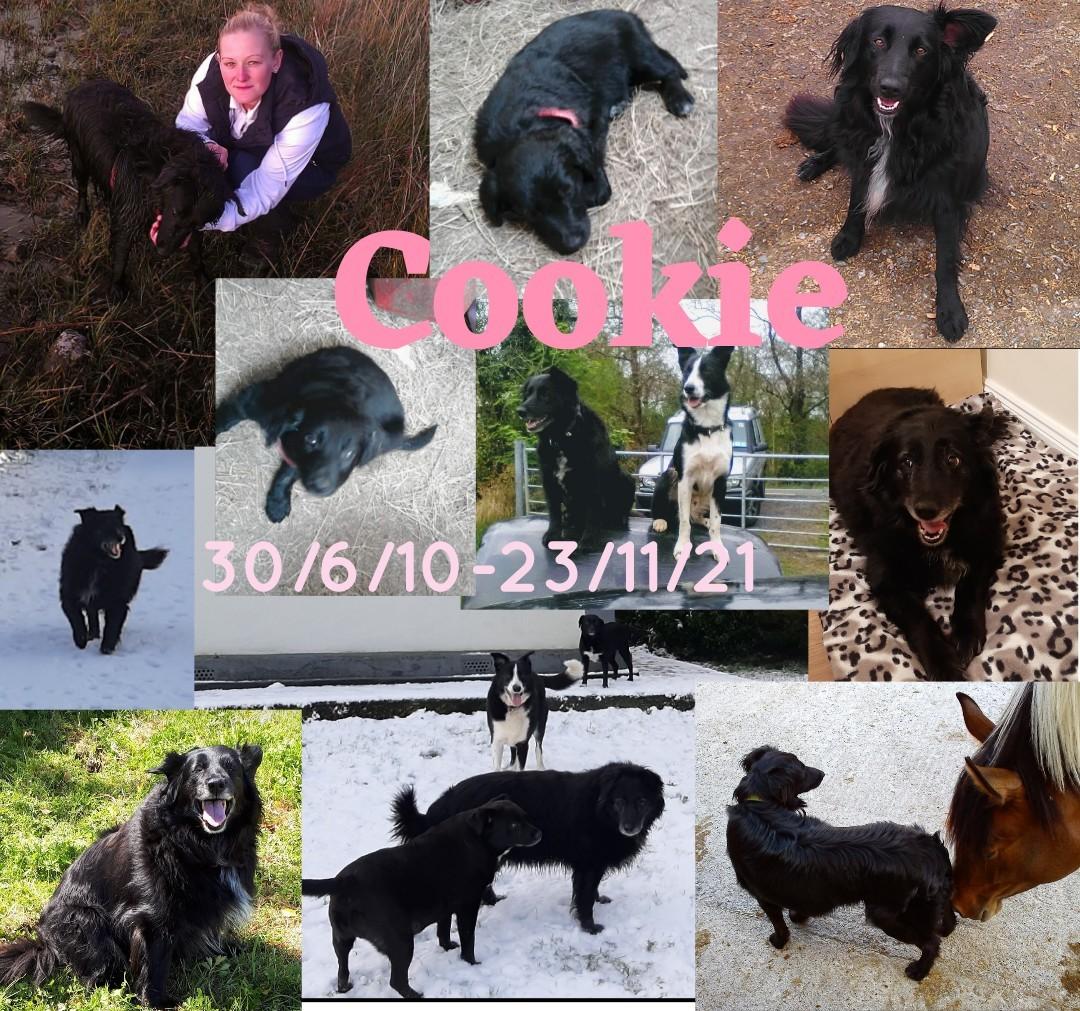 MellysHandmade's tweet photo. Sadly I lost my girl today 😭💔🌈🐕
I'm going to be taking some time out to spend with our other doggys, cats & horses.
11 years together side by side 🐕❤
Why does saying goodbye have to be soo hard #dogsoftwitter #rainbowbridge #dogmum #hardgoodbye https://t.co/7zH8hwCH9S