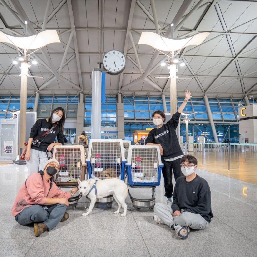 LC4A's tweet photo. Great news! The final four dogs rescued by LCA and sister organization Animal Liberation Wave from a S. Korean dog meat slaughterhouse will be arriving in the U.S. today! Ally, Chunsam, Naru and Star will be arriving at LAX later this afternoon. #stopdogmeat #stopthedogmeattrade https://t.co/QUunx0n4N0