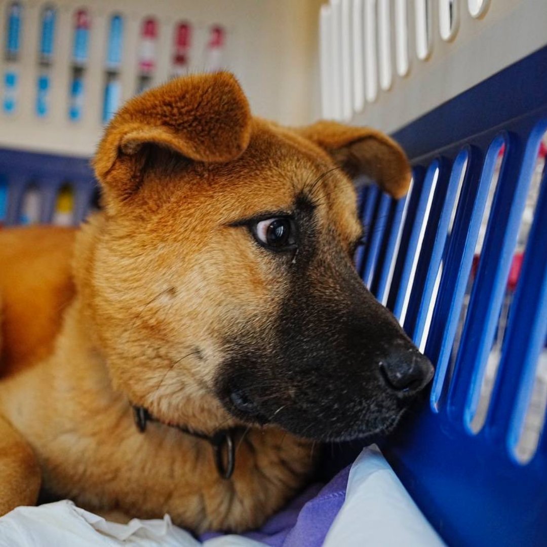 LC4A's tweet photo. Great news! The final four dogs rescued by LCA and sister organization Animal Liberation Wave from a S. Korean dog meat slaughterhouse will be arriving in the U.S. today! Ally, Chunsam, Naru and Star will be arriving at LAX later this afternoon. #stopdogmeat #stopthedogmeattrade https://t.co/QUunx0n4N0
