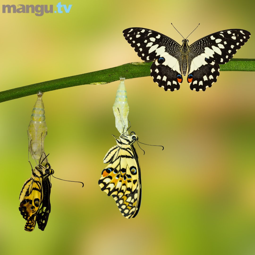 𝘾𝙧𝙞𝙨𝙚𝙨 𝙖𝙧𝙚 𝙝𝙖𝙧𝙗𝙞𝙣𝙜𝙚𝙧𝙨 𝙤𝙛 𝙚𝙫𝙤𝙡𝙪𝙩𝙞𝙤𝙣 🔸
The challenges and crises the world faces today are actually signs that change is imminent. 
We are about to face our evolution.
<a href="/biologyofbelief/">Bruce H. Lipton, PhD</a> 🙏