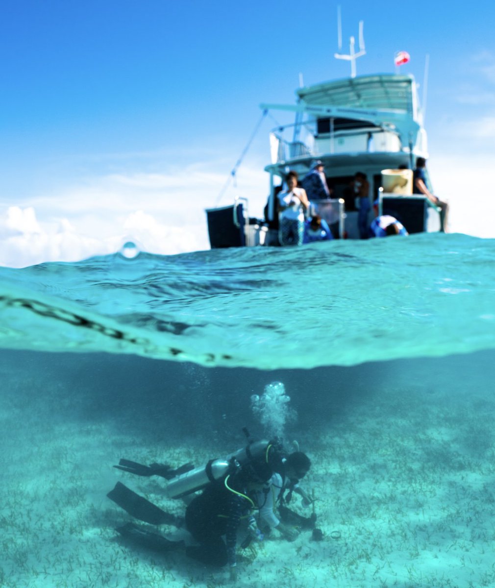 carlosduartephd's tweet photo. Returning home after a great expedition studying the largest seagrass ecosystem in the world at Bahamas from bottom (seagrass) to top (tiger shark) of the food web.

Packed with action and great science led by @beneaththewaves 

@KAUST_News

See you soon! https://t.co/jPrl06uyIT