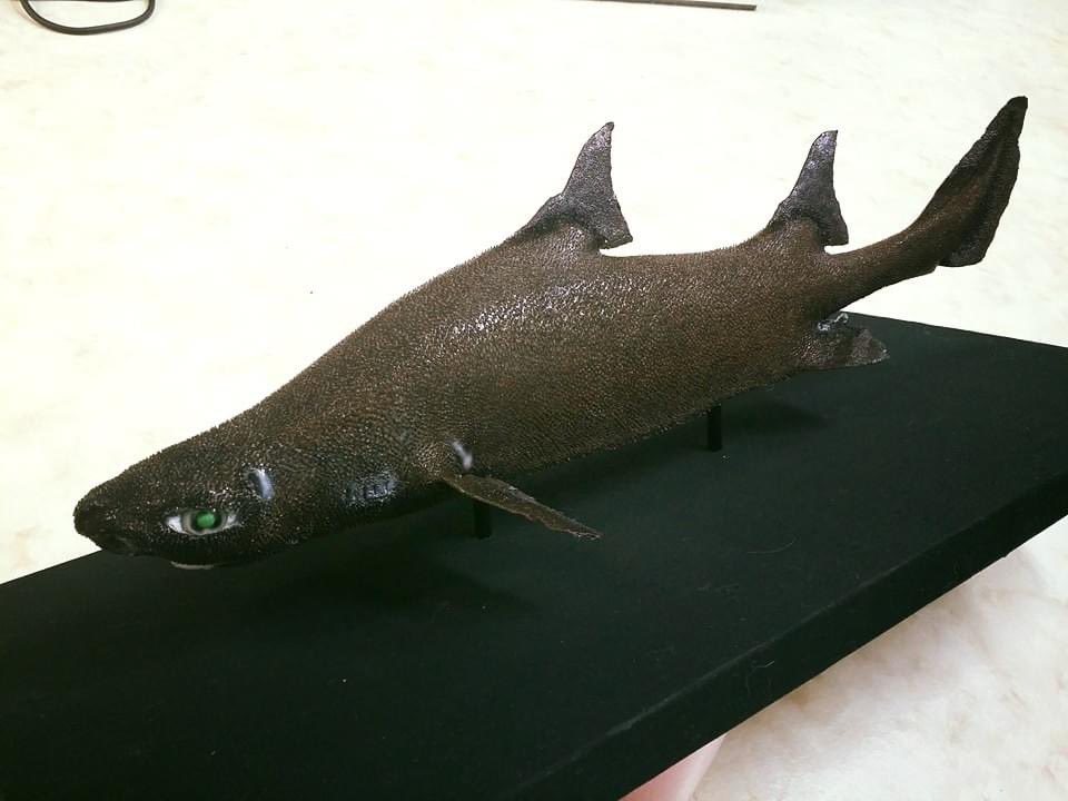 gyosaisensei's tweet photo. オロシザメ剥製。魚類美術剥製オガワアートhttps://t.co/M9loicQpMF
#オロシザメ #深海ザメ #魚類剥製 #オガワアート #fishart #fishtaxidermy #fishmount #roughshark #ogawaart #ogawaartcollection https://t.co/a7k0Oqm6ye
