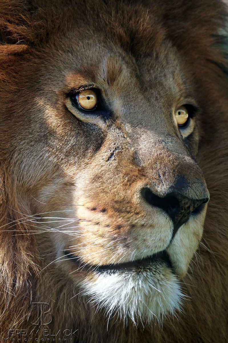 JeremyBlack13's tweet photo. Today, the @BirminghamZoo lost an irreplaceable soul! Rest In Peace to Kwanza, the male African Lion. #birminghamzoo #bhamzoo

@spann  @aldotcom @WVTM13 @CBS_42 @WBRCnews https://t.co/NM6pepkjfo