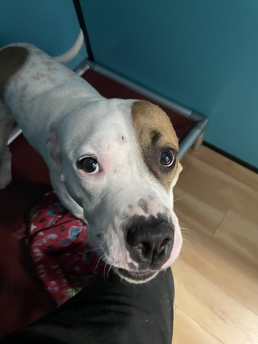 Lester is looking big boy looking for a forever home.  His strengths include sloppy hugs &amp; kisses. Weaknesses: none -just look at that face! He (and other great pups &amp; kitties) are ready to say hi  rescuemetucson.org