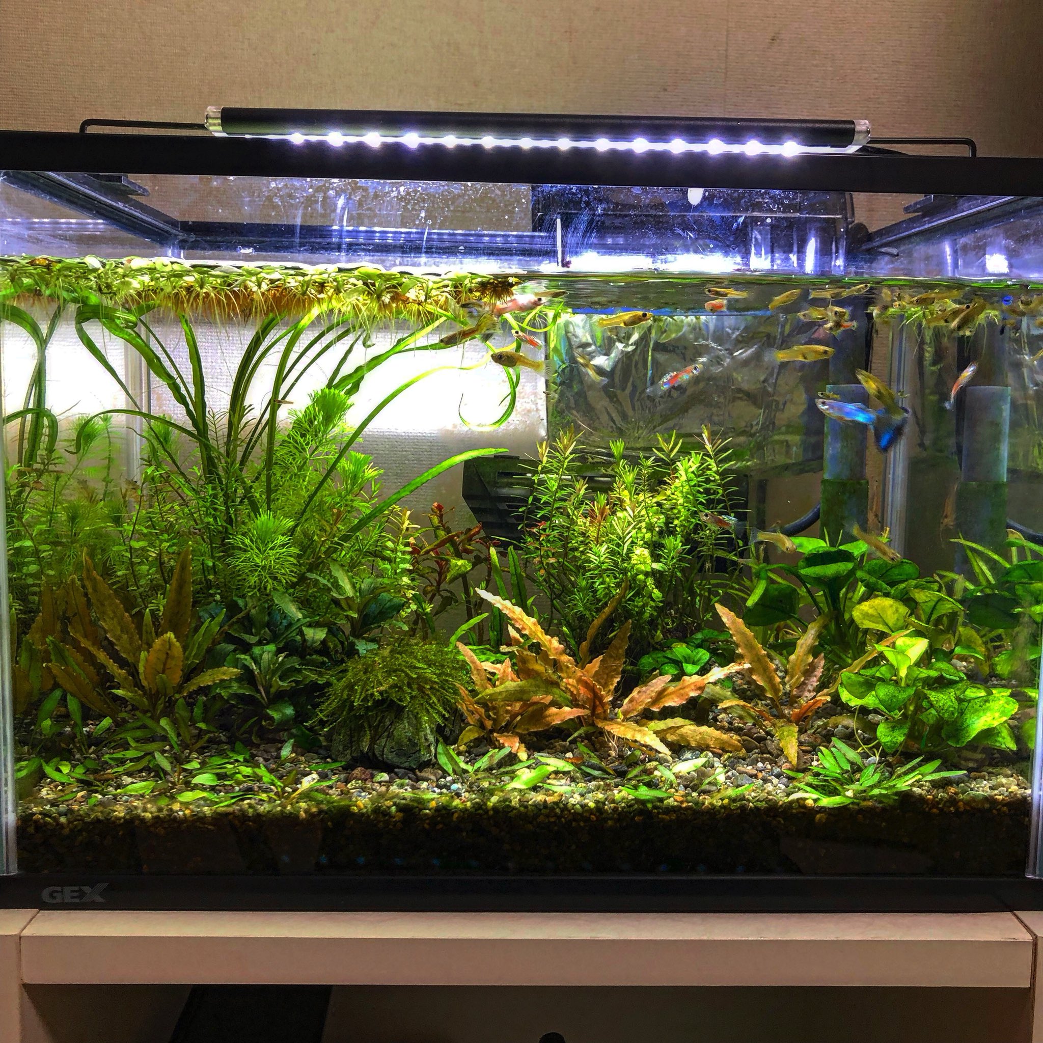 Red Feather Eqmeq2svfwckuyb 底床は大磯砂で底面フィルター でこんな感じです T Co N6j1cyhsgr Twitter