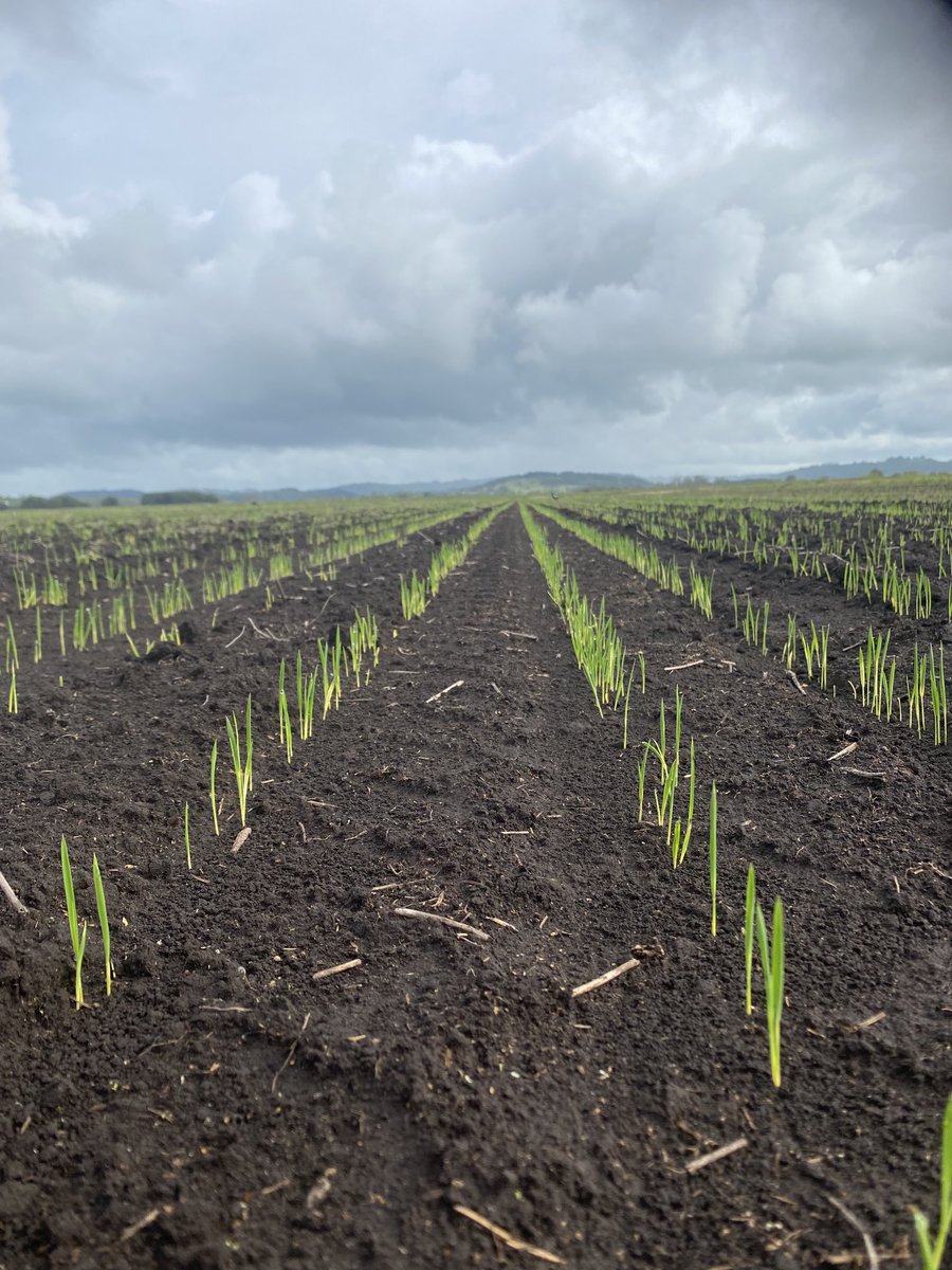 Aerobicriceaus's tweet photo. New season Dryland rice is up and away!! #rice22 #aerobicrice https://t.co/hobubQowTy