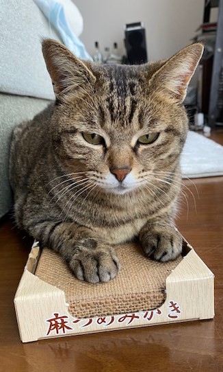 beppuneko's tweet photo. 皆様、お世話になります。引き続きぷっちゃんを探しています。寒くなり、外で猫ちゃんを見る機会が少なくなるかと思いますが、どうぞ似た猫ちゃんを見かけましたら教えてください。よろしくお願い致します。

#迷子猫 #別府 #別府猫 #野良猫 #別府野良猫 https://t.co/RZIyE16jEe