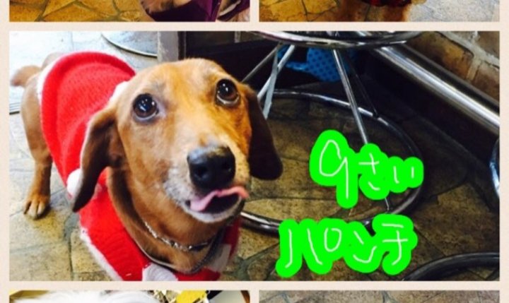 yoshihonoho's tweet photo. パンチは2016年2月に、ラブファイブさんから引き取った保護犬。
今も毎日元気に過ごしていますよ！
#ラブファイブ
#保護犬カフェ
#卒業犬
#秘密結社老犬倶楽部
#チワックス 
#15歳 https://t.co/WD5T9mSvtj