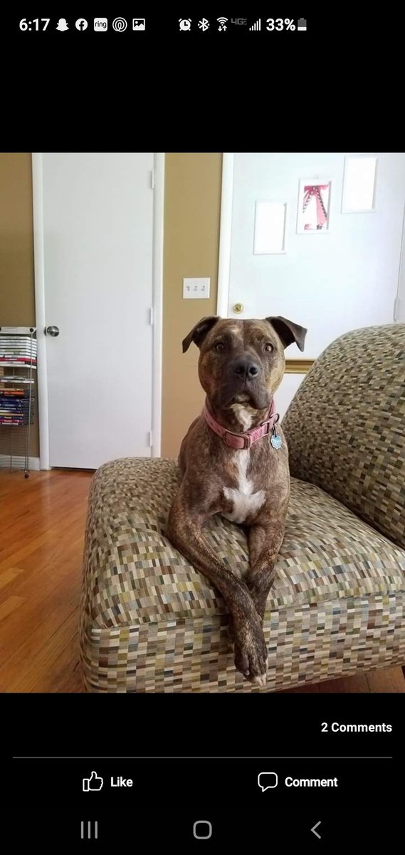 sadness_smiles's tweet photo. My sweet girl Xena crossed over the 🌈 bridge this afternoon. Her death was sudden &amp; I'm almost certain there was no pain. Live you sweet girl. Good girl, Xena. Good girl. https://t.co/DYJBXlsdSD