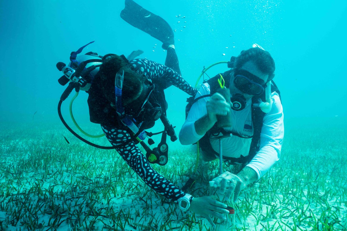 carlosduartephd's tweet photo. Returning home after a great expedition studying the largest seagrass ecosystem in the world at Bahamas from bottom (seagrass) to top (tiger shark) of the food web.

Packed with action and great science led by @beneaththewaves 

@KAUST_News

See you soon! https://t.co/jPrl06uyIT