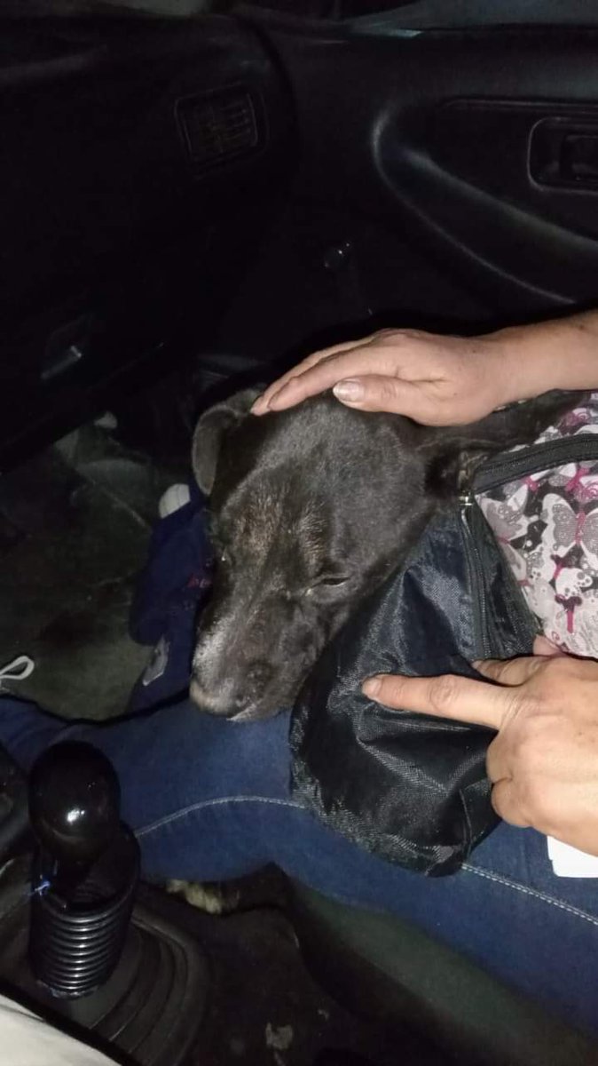 PatitasGdl 🐶 tweet media