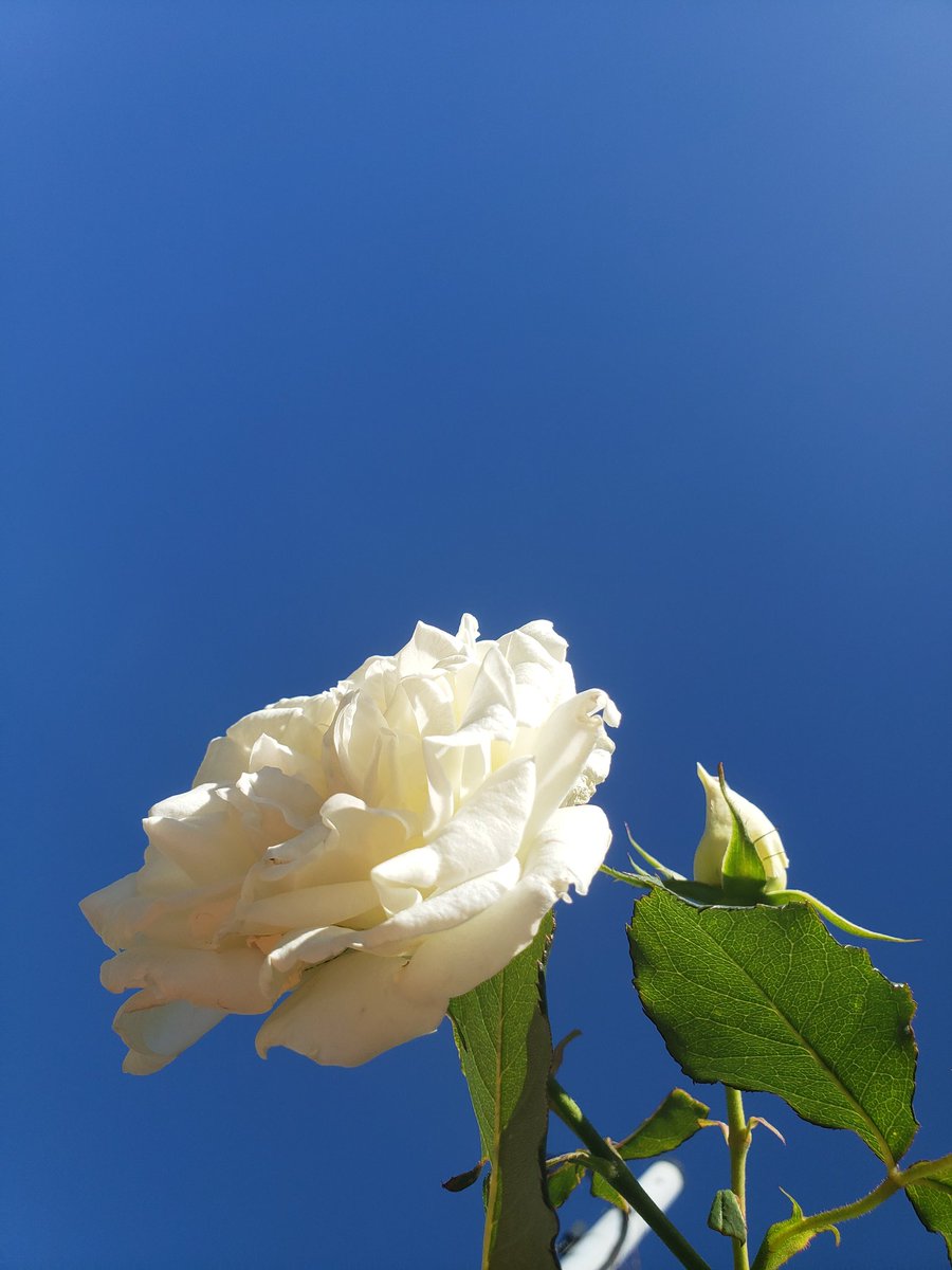 ma_it8884 tweet picture