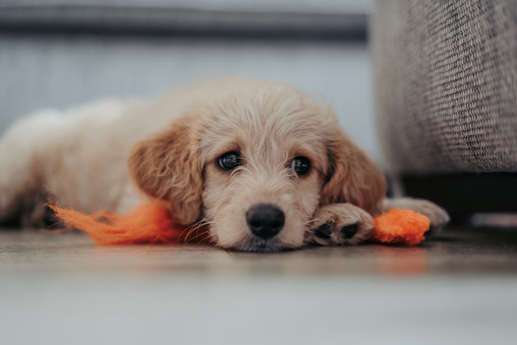 ImproveDogs's tweet photo. Some puppies will whisper slowly and won't make weird noises, and some will even start howling from day 1.

Read more 👉 https://t.co/NiOWmuTZzi

#improvedogs #dogcrying #dogcryingatnight https://t.co/IGGhWFUTxT