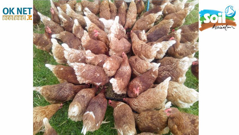 <a href="/FarmingReal/">Northern Real Farming Conference</a> <a href="/jerryalford123/">Jerry Alford</a> <a href="/daykin_rob/">Rob Daykin🇺🇦</a> <a href="/waitrose/">Waitrose & Partners</a> How to rid soya in poultry feed?
1 Use breeds that produce fewer eggs but need less protein &amp; are better forages
2 Use farm-grown proteins: beans, peas, vetch. Help fix #nitrogen &amp; #SoilHealth too
3 Use insect protein – totally closed loop system
says poultry farmer Mike Mallett