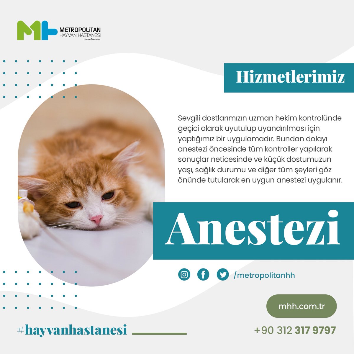 metropolitanhh's tweet photo. Anestezi öncesinde tüm kontroller yapılarak sonuçlar neticesinde ve küçük dostumuzun yaşı, sağlık durumu ve diğer tüm şeyleri göz önünde tutularak en uygun anestezi uygulanır. https://t.co/K3OzI6FMDp