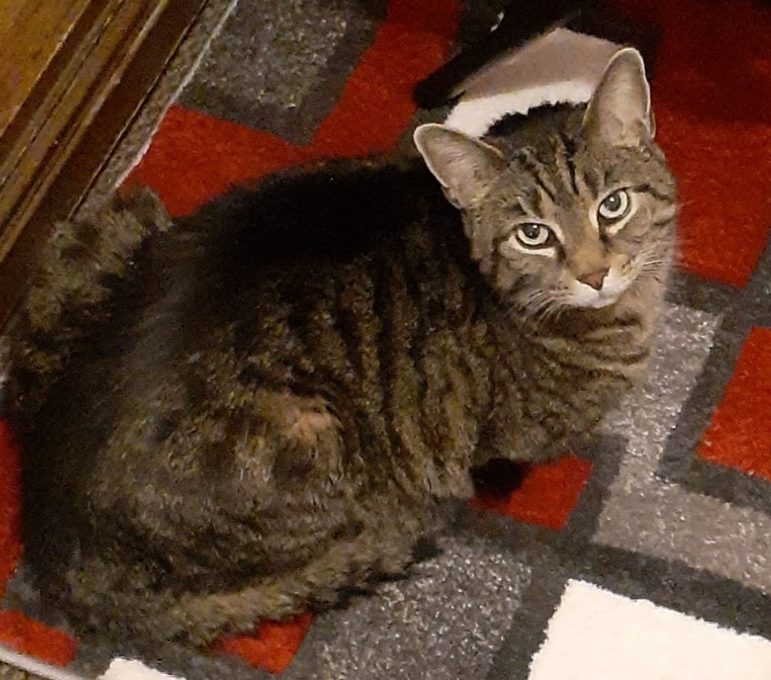 BcBurks's tweet photo. Sonic is a good listener. 
#TuesdayFeeling #Tuesday #catlovers #CatsOnTwitter #catsofinstagram #amwritingfiction https://t.co/EcIaX9UjiK