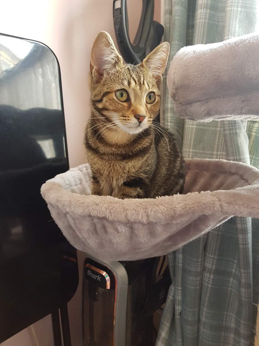 PennyAndColin2's tweet photo. #Hull Dwellers our kitten Colin is missing, only 8 months old, recently spayed. Please please share and DM me if you have any information. #MissingCatUk #MissingPetGB #CatsOfTwitter https://t.co/INXV6cAT5W