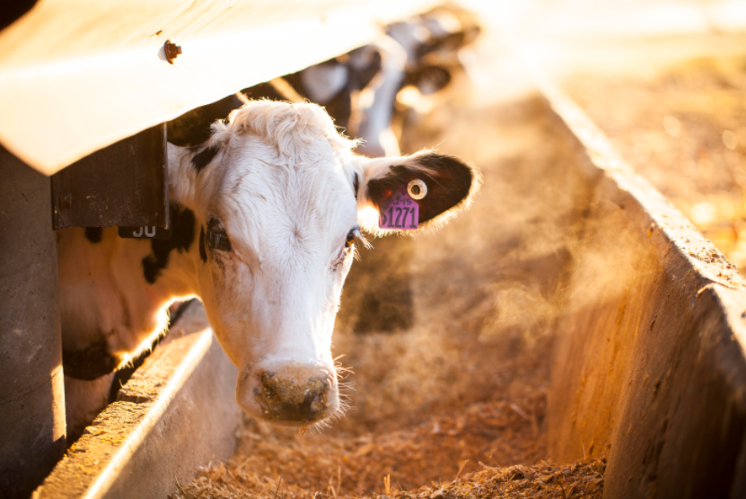 StarbarProducts's tweet photo. To protect dairy operations from costly #fly infestations, it is important to use a variety of #flytraps, #flybaits, and on-animal treatments to manage disease-spreading fly populations. #Starbar https://t.co/EMKjBz6u3E https://t.co/naT8Ip9sE0