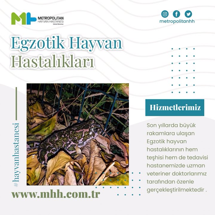 metropolitanhh's tweet photo. Son yıllarda büyük rakamlara ulaşan Egzotik hayvan hastalıklarının hem teşhisi hem de tedavisi hastanemizde uzman veteriner doktorlarımız tarafından büyük bir özenle gerçekleştirilmektedir. https://t.co/ERs53mMmzK