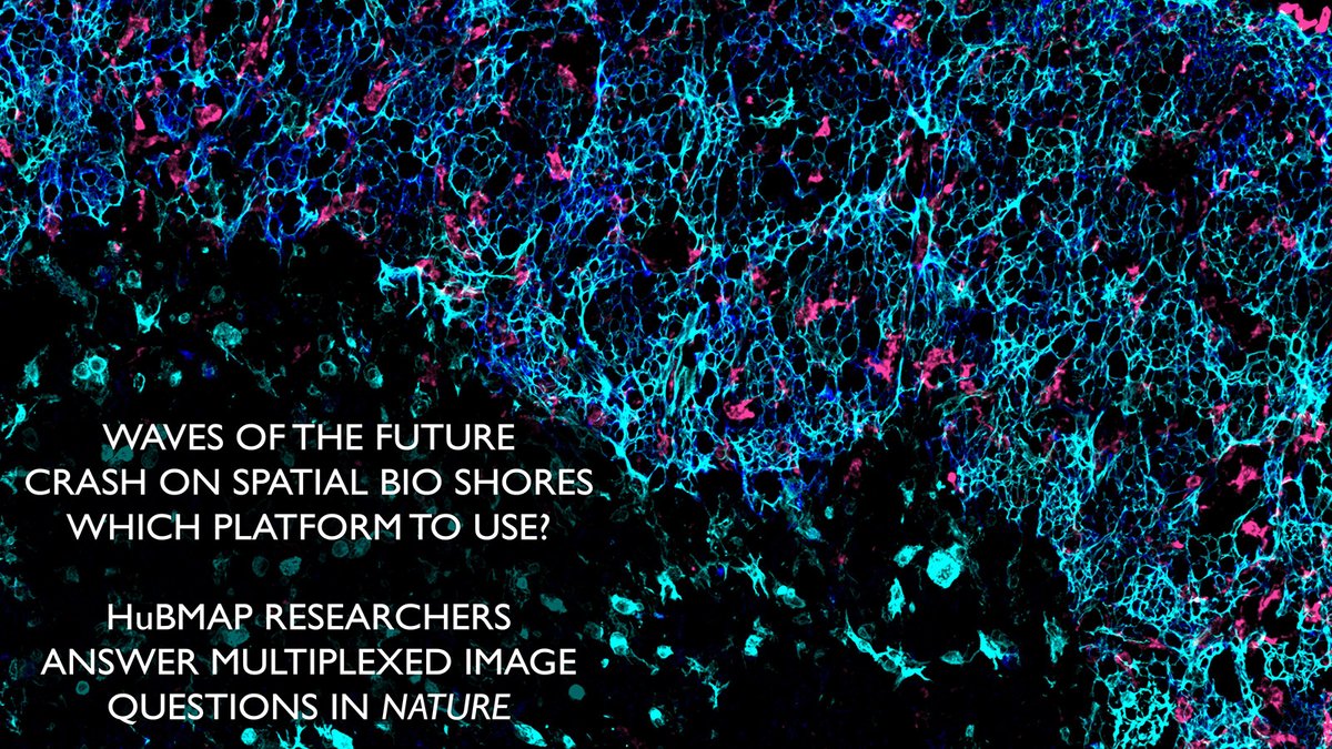 NIH_CommonFund's tweet photo. Wonder how our Human Biomolecular Atlas Program makes their images? Read @naturemethods Perspective by @_hubmap domain experts and technology developers: https://t.co/ai4564rw8C. To see all of #_hubmap’s images, visit https://t.co/pnJWqmjhbs. #ProteinAtlas #MultiplexedImaging https://t.co/fu9GcQo7ji