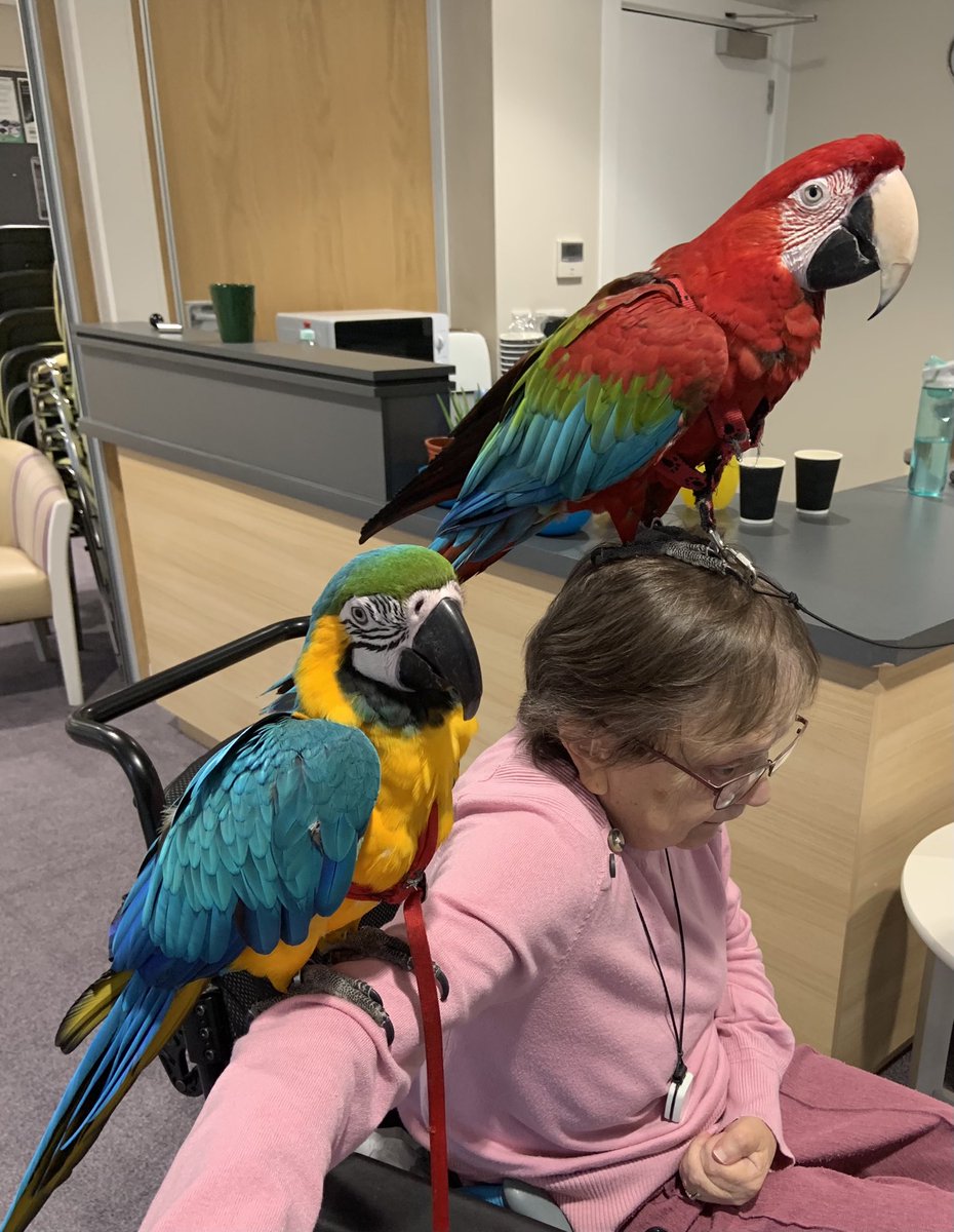 ShellyRiv1's tweet photo. Who’s a pretty parrot 🦜 When this is part of your normal working day at Harrison Park ♥️Thank you Tony, Inca and Zeus, see you soon #hullextracare @RuthLeadsRd @pozCG @Riv_SarahCoward @chuchi3651 @AlanMarples @RiversideCarol @nicholson_sally @ClaireRoute @ConnecttoHull https://t.co/A1I2O6t4YD