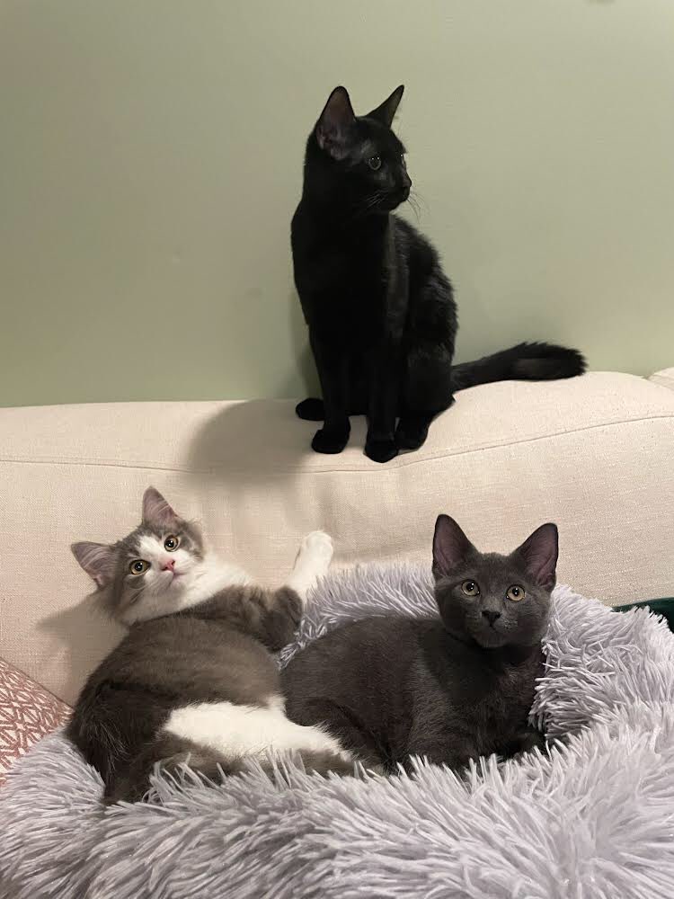 Lovely update for Jiji, Missy and Blu. All Fixed Fur life Alumni adopted at different intervals and doing well together in their new home. fixedfurlife.com
