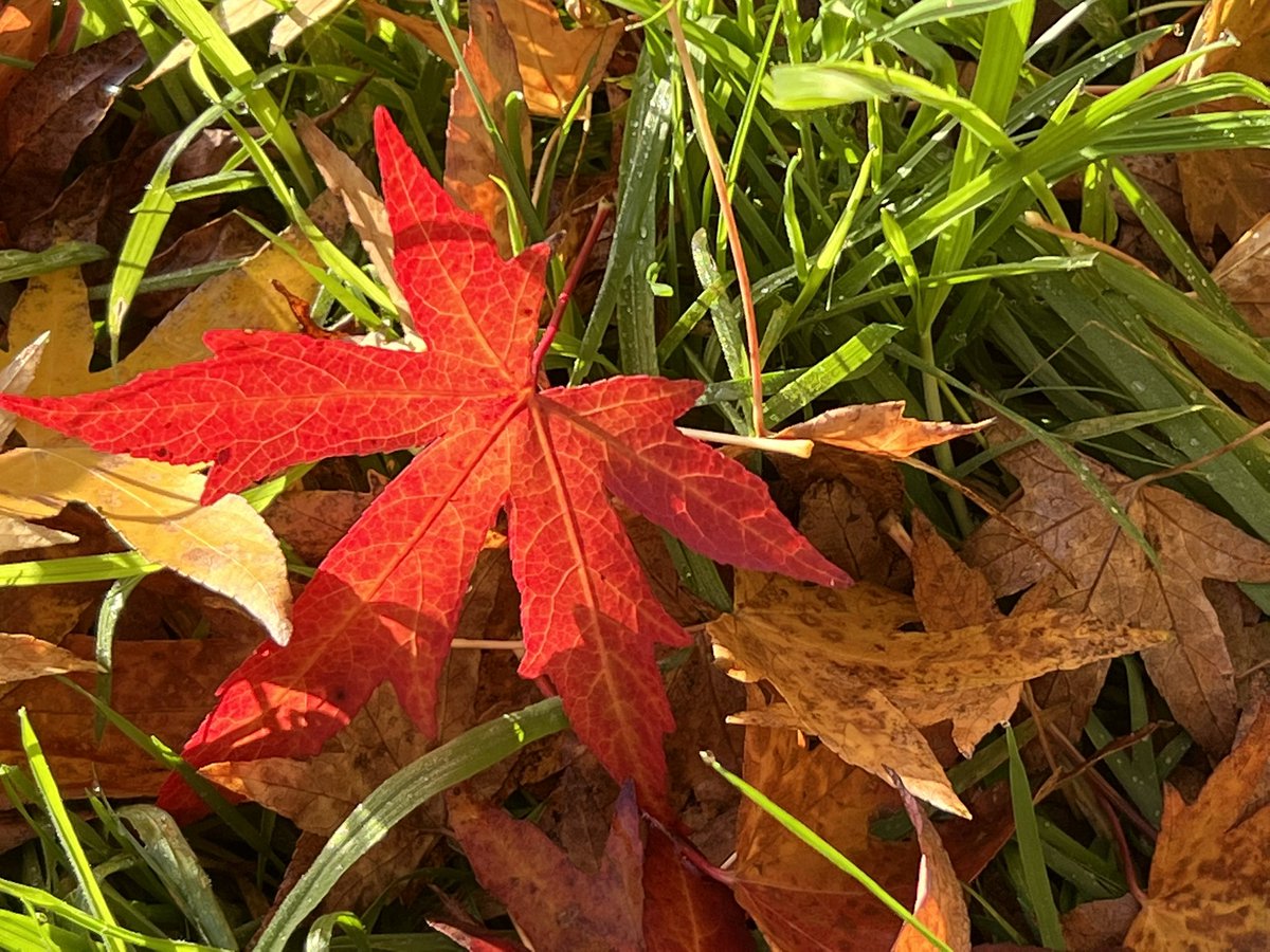 CarminaStudio's tweet photo. Wonderful colours of Autumn #nature #untouchedphoto #fallingleaves #leaves #Autumn #naturalbesuty https://t.co/WxkKcjiIOA