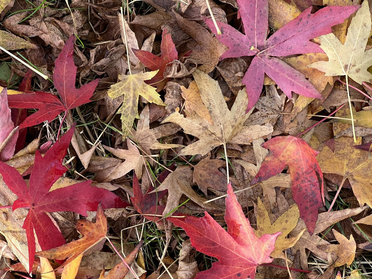 CarminaStudio's tweet photo. Wonderful colours of Autumn #nature #untouchedphoto #fallingleaves #leaves #Autumn #naturalbesuty https://t.co/WxkKcjiIOA