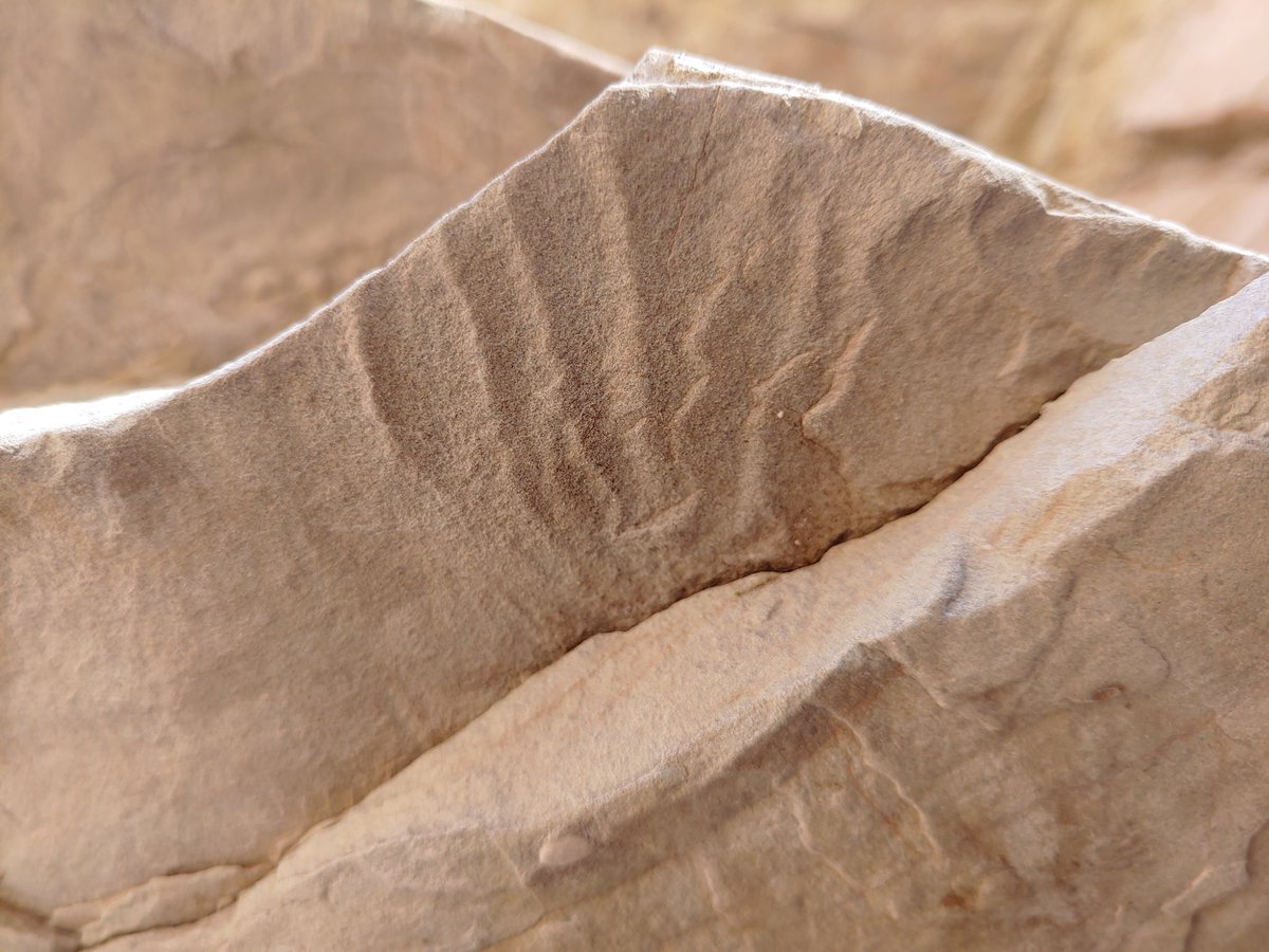 Tiny centimeter wide ripples in the Entrada Sst of the Swell, Utah ♥