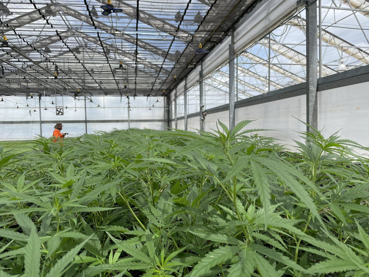 cignfarm's tweet photo. 🟠 Spotted 🔍
#cultivation #cannacommunity #cannabis #cbdfarm #hempwholesale #wholesalehemp #wholesalecbd #cbdwholesale #hempfarm https://t.co/Mw9xgCYOGz