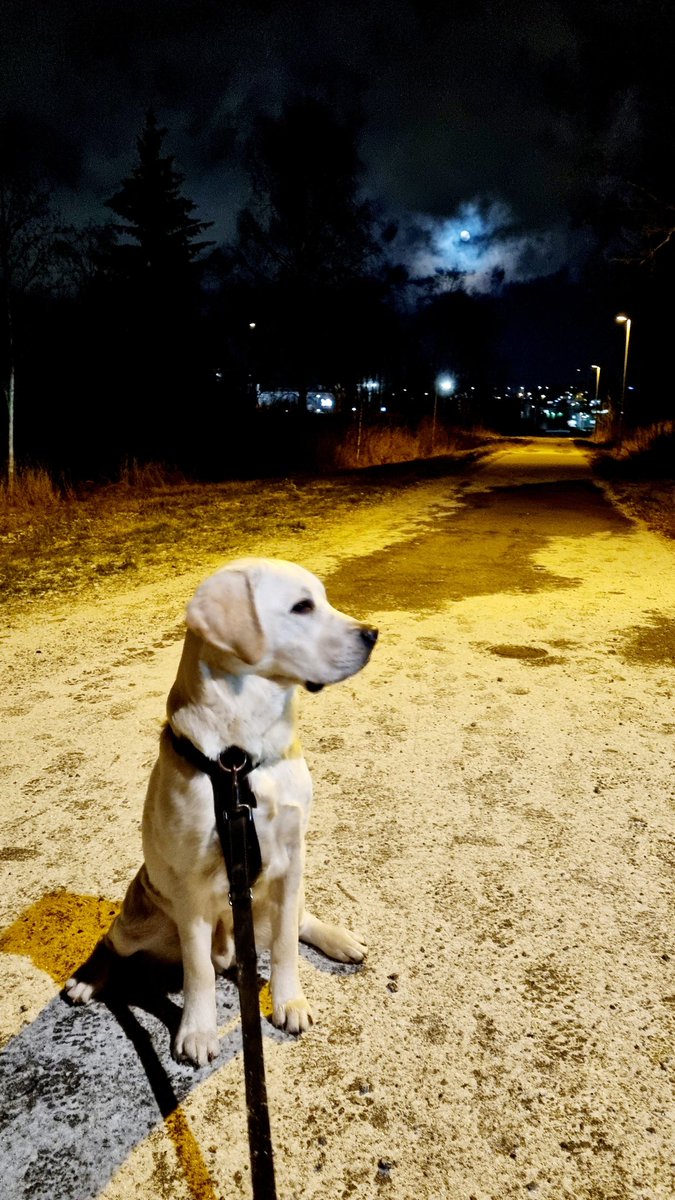 TyttiJ's tweet photo. @JariTervo1 Meille kotiutui kuvan Hirmu-koira ihan samoihin aikoihin kun upea Ukko teille. Etsinnässä pukinkonttiin miehelleni nyt ns. karvalakkisydvesti. Alkaa olla ohuella hatulla kylmä jo, rännässä. Onkohan @KatiTervo mahtanut löytää vuorellisen räntäversion jo jostakin? #sydvestitwiitti https://t.co/8xV5wBVG85