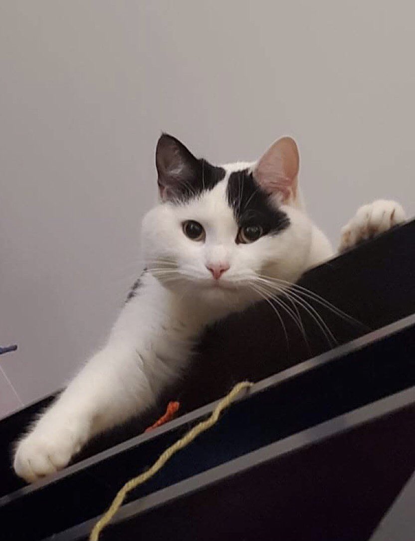 I can’t believe it’s almost the end of November and I basically just disappeared from existence once my DTH uploads were done. I’ve been dealing with some health stuff so I’ve been focusing on taking care of myself cause I’m spread too thin. Anyways, here’s my cat Zero.