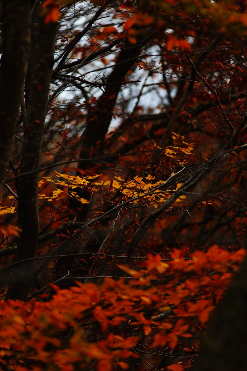 autumn in DAISEN