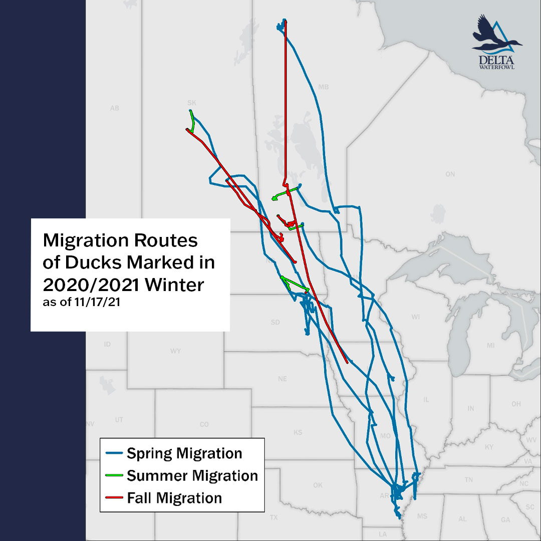 Delta Waterfowl Exciting Map Data From Duck Migration Routes Find The Full Telemetry Report At Our Website T Co Irh0zladau Deltawaterfowl Ducksoverdecoys Migration Maps Duckhunters Duckseason Theduckhuntersorg T Co