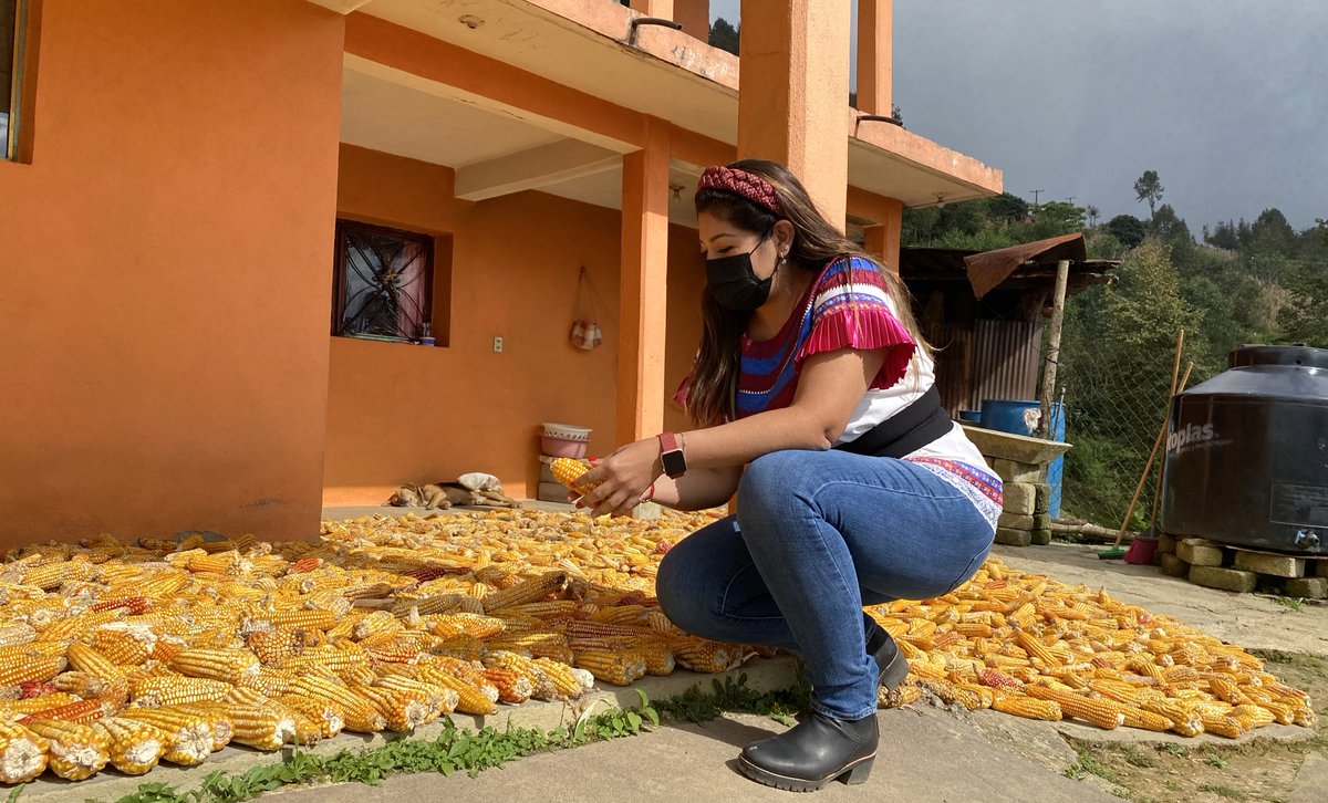 lizconcha's tweet photo. Los campesinos y campesinas de la región Cañada están en la pisca de maíz👩🏻‍🌾🧑🏻‍🌾. Noviembre es el mes donde se cosecha la mayor cantidad de este producto básico de nuestra  alimentación. ¡El maíz es delicioso!🌽¿A ti cómo te gusta disfrutarlo? https://t.co/8Asj9SE8eX