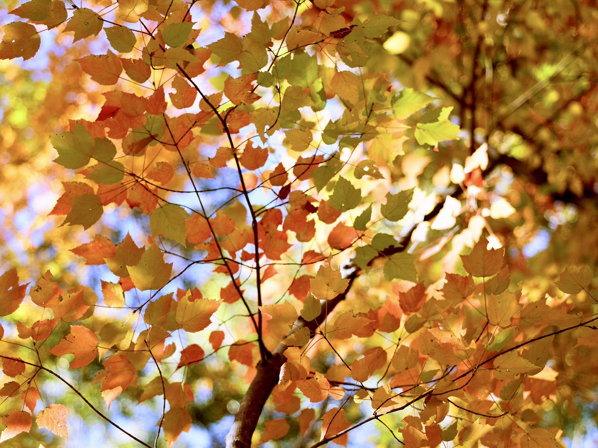 ・
ｌｅａｆ
・
・
#nature #forestbath #leaf 
#紅葉 #naturephotograph