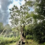 ツイートに含まれる画像