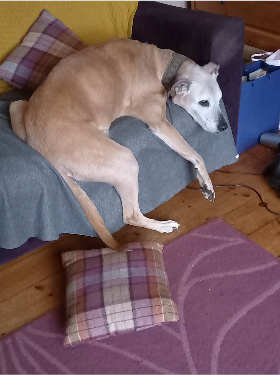 SsdStewart's tweet photo. Said goodbye to this lovely dog today. Had him for 12 years. He leaves a huge gap in the house. Miss him. https://t.co/ezdrCp6km2