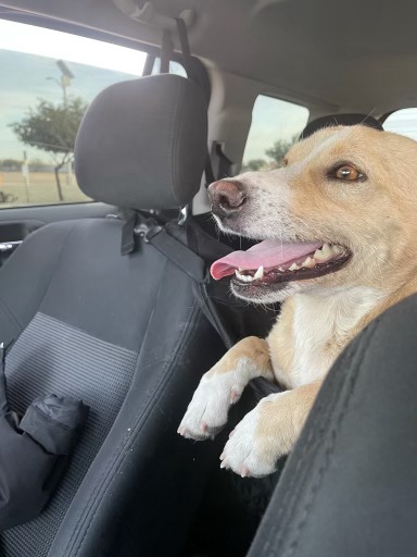 CompassionCopp1's tweet photo. This is Shorty! He was one of our travelers. His mom found him a while ago but couldn't bring him home, so we gave him a ride. Shorty had an abscess on his neck from a bite wound and he was so scared.. but look at him now. #saveallthedogs #mexicanstreetdogs #spayadneuter #donate https://t.co/jPTzfv7Ngk