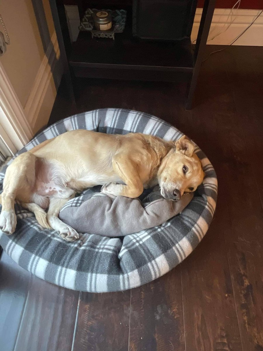 CompassionCopp1's tweet photo. This is Shorty! He was one of our travelers. His mom found him a while ago but couldn't bring him home, so we gave him a ride. Shorty had an abscess on his neck from a bite wound and he was so scared.. but look at him now. #saveallthedogs #mexicanstreetdogs #spayadneuter #donate https://t.co/jPTzfv7Ngk